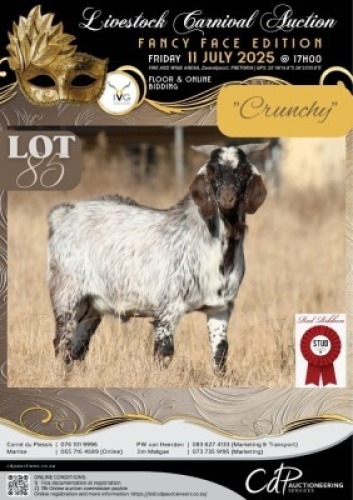 1 X IVG CAPE SPECKLED GRADED BUCK RED RIBBON STUD