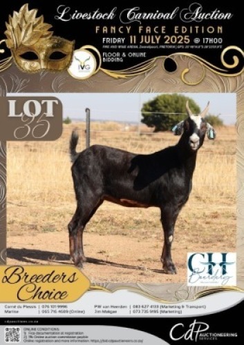1 X IVG NGUNI / MBUZI GRADED PREGNANT DOE CH BOERDERY