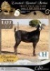 1 X IVG NGUNI / MBUZI GRADED PREGNANT DOE CH BOERDERY
