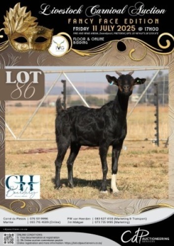 1 X IVG NGUNI / MBUZI GRADED PREGNANT DOE CH BOERDERY