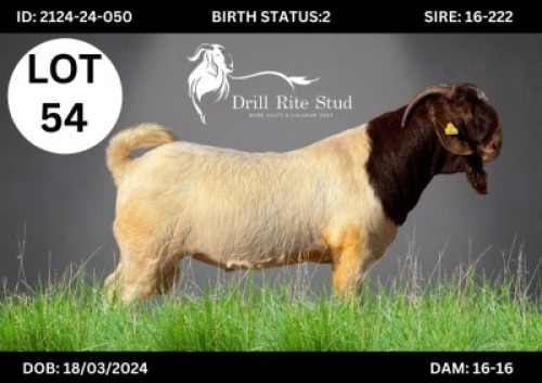 1 X BOER GOAT BUCK DRILL RITE