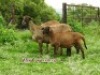 LOT 10&nbsp;2X MEATMASTER OOI MET OOILAM/EWE WITH EWE LAMB ZABO MEATMASTERS(PER STUK OM LOT TE NEEM/PER PIECE TO TAKE THE LOT)