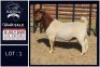 1 X BOER GOAT FLOCK ON COLOUR BUCK Bietjie Berg Boerbok Stoet