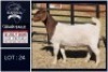 1 X BOER GOAT STUD DOE Bietjie Berg Boerbok Stoet
