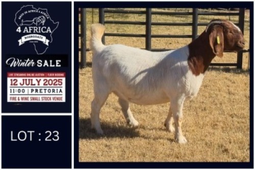 1 X BOER GOAT DOE Bietjie Berg Boerbok Stoet