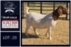 1 X BOER GOAT DOE Bietjie Berg Boerbok Stoet