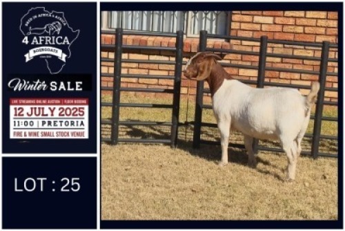 1 X BOER GOAT STUD DOE Bietjie Berg Boerbok Stoet