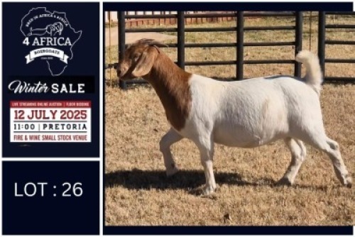 1 X BOER GOAT STUD DOE Bietjie Berg Boerbok Stoet
