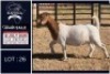 1 X BOER GOAT STUD DOE Bietjie Berg Boerbok Stoet