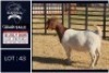 1 X BOER GOAT STUD DOE Bietjie Berg Boerbok Stoet