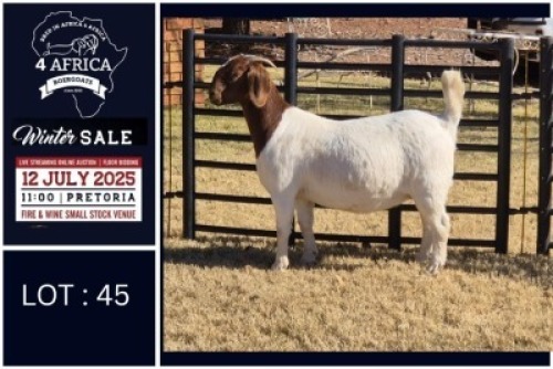 1 X BOER GOAT FLOCK ON COLOUR DOE Bietjie Berg Boerbok Stoet