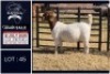 1 X BOER GOAT FLOCK ON COLOUR DOE Bietjie Berg Boerbok Stoet