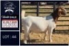 1 X BOER GOAT FLOCK ON TEAT DOE Bietjie Berg Boerbok Stoet
