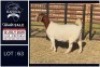 1 X BOER GOAT STUD DOE Bietjie Berg Boerbok Stoet