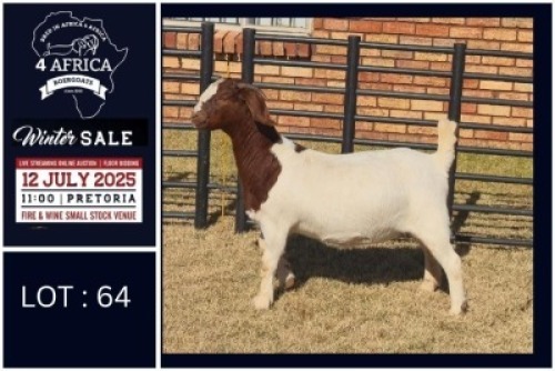 1 X BOER GOAT STUD DOE Bietjie Berg Boerbok Stoet