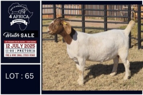 1 X BOER GOAT STUD DOE Bietjie Berg Boerbok Stoet
