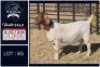 1 X BOER GOAT STUD DOE Bietjie Berg Boerbok Stoet