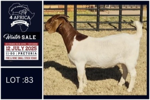 1 X BOER GOAT STUD DOE Bietjie Berg Boerbok Stoet
