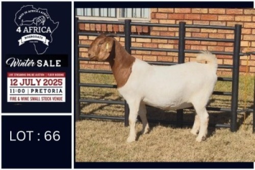 1 X BOER GOAT STUD DOE Bietjie Berg Boerbok Stoet