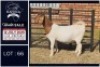 1 X BOER GOAT STUD DOE Bietjie Berg Boerbok Stoet