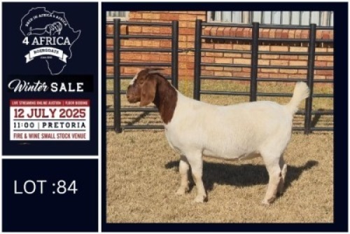 1 X BOER GOAT FLOCK DOE Bietjie Berg Boerbok Stoet
