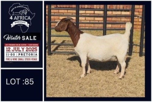 1 X BOER GOAT STUD DOE Bietjie Berg Boerbok Stoet