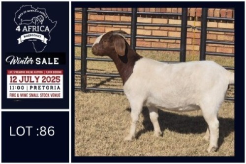 1 X BOER GOAT FLOCK DOE Bietjie Berg Boerbok Stoet