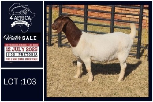 1 X BOER GOAT FLOCK DOE Bietjie Berg Boerbok Stoet