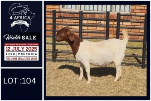 1 X BOER GOAT FLOCK DOE Bietjie Berg Boerbok Stoet