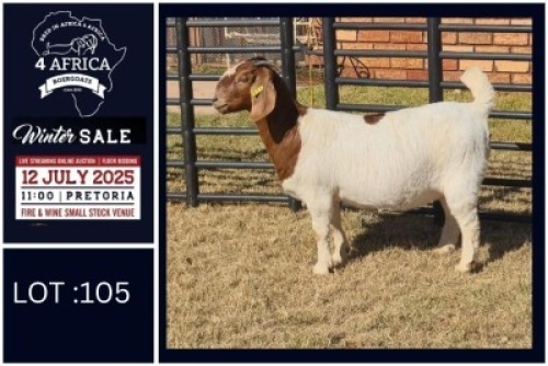 1 X BOER GOAT FLOCK DOE Bietjie Berg Boerbok Stoet
