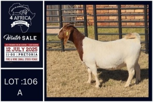 1 X BOER GOAT FLOCK DOE Bietjie Berg Boerbok Stoet