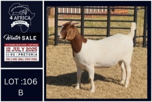 1 X BOER GOAT DOE Bietjie Berg Boerbok Stoet