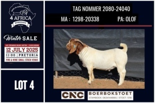 1 X BOER GOAT STUD BUCK CNC Boerbok Stoed