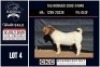 1 X BOER GOAT STUD BUCK CNC Boerbok Stoed