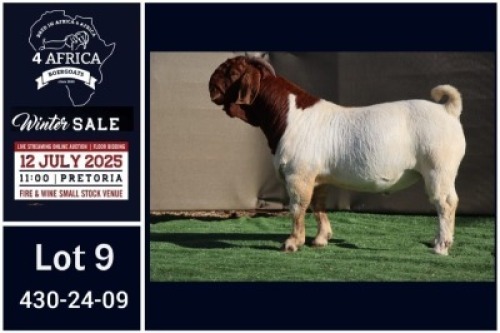 1 X BOER GOAT STUD BUCK Booysen Bdy