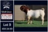 1 X BOER GOAT STUD BUCK Booysen Bdy
