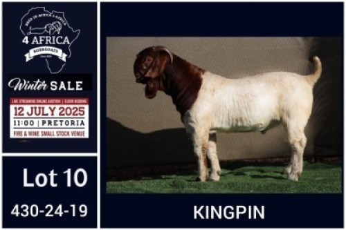 1 X BOER GOAT STUD BUCK Booysen Bdy