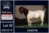 1 X BOER GOAT STUD BUCK Booysen Bdy