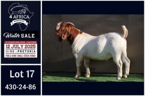 1 X BOER GOAT FLOCK ON TEAT BUCK Booysen Bdy