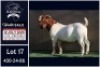 1 X BOER GOAT FLOCK ON TEAT BUCK Booysen Bdy