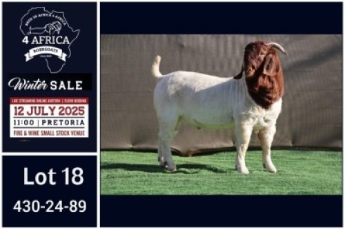 1 X BOER GOAT FLOCK ON COLOUR BUCK Booysen Bdy