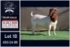 1 X BOER GOAT FLOCK ON COLOUR BUCK Booysen Bdy