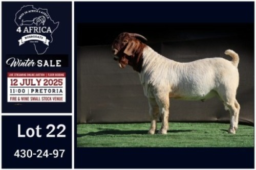 1 X BOER GOAT FLOCK ON TEAT BUCK Booysen Bdy