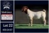 1 X BOER GOAT FLOCK ON TEAT BUCK Booysen Bdy