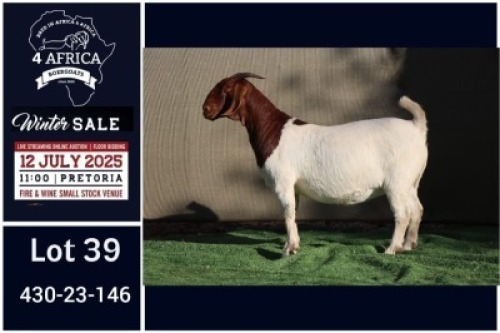 1 X BOER GOAT STUD DOE Booysen Bdy