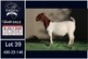 1 X BOER GOAT STUD DOE Booysen Bdy