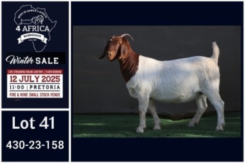 1 X BOER GOAT STUD DOE Booysen Bdy