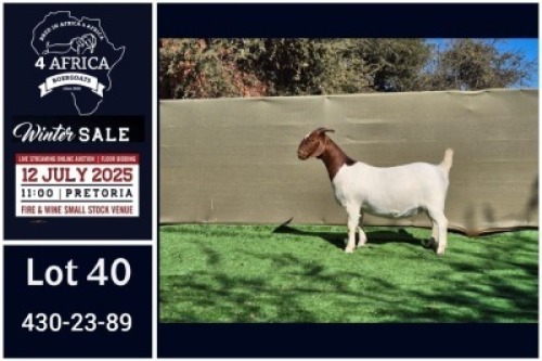 1 X BOER GOAT FLOCK DOE Booysen Bdy