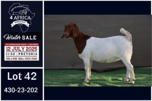 1 X BOER GOAT FLOCK ON COLOUR DOE Booysen Bdy