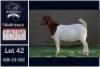 1 X BOER GOAT FLOCK ON COLOUR DOE Booysen Bdy
